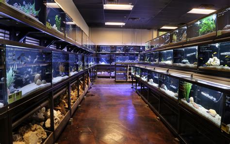 fish aquarium forum|fishing forums near me.